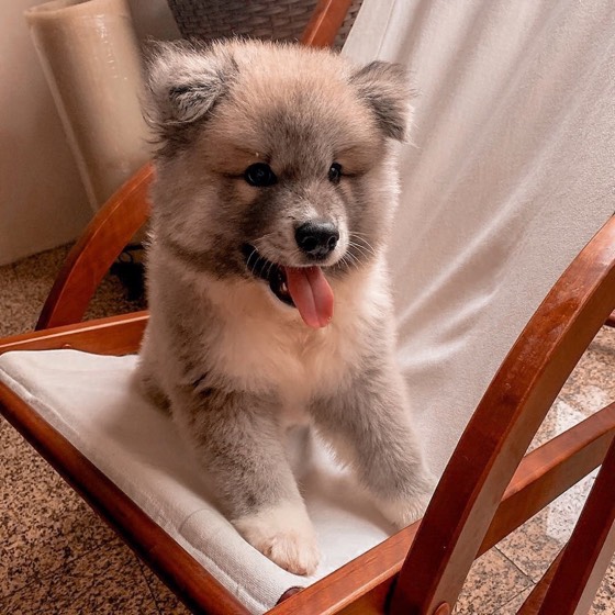 Akita Inu-Welpe Birke