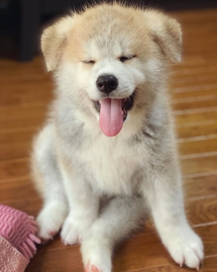 Akita Inu-Welpe