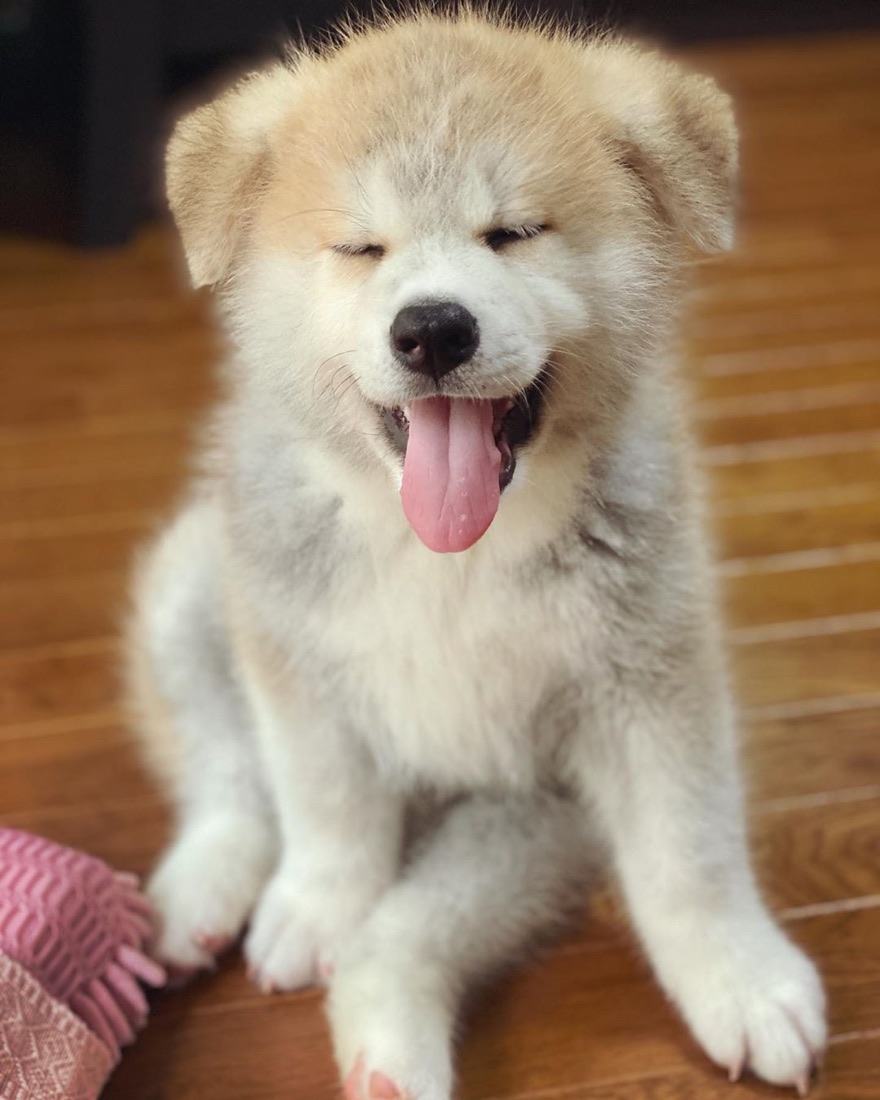 Akita Inu-Welpe Max