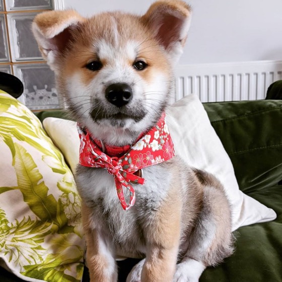 Akita Inu-Welpe Mike