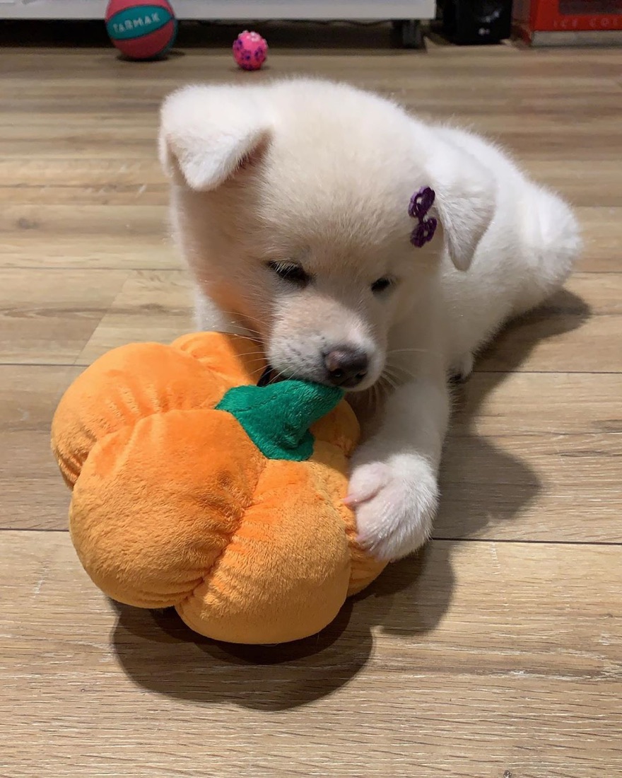 Akita Inu-Welpe Sisi