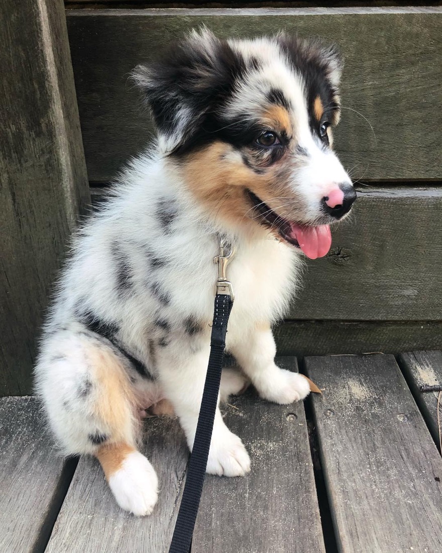 Australian Shepherd-Welpe Beauty
