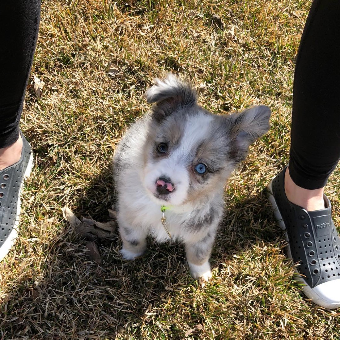 Australian Shepherd-Welpe Bowie