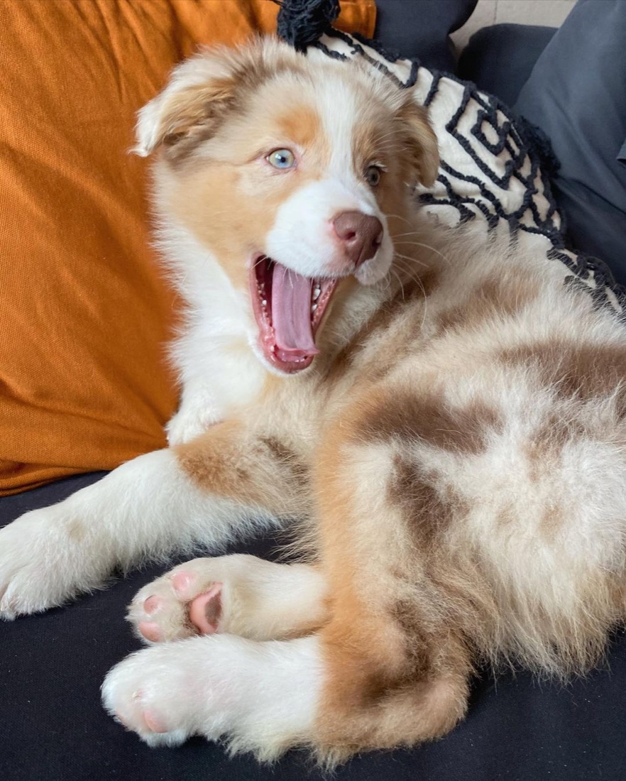 Australian Shepherd-Welpe Daniel