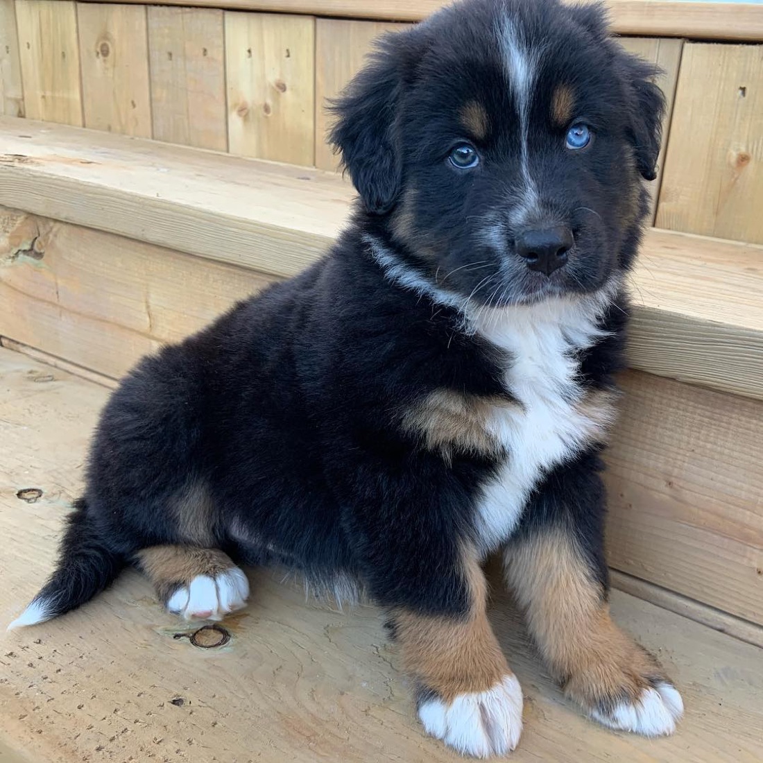Australian Shepherd-Welpe Ford