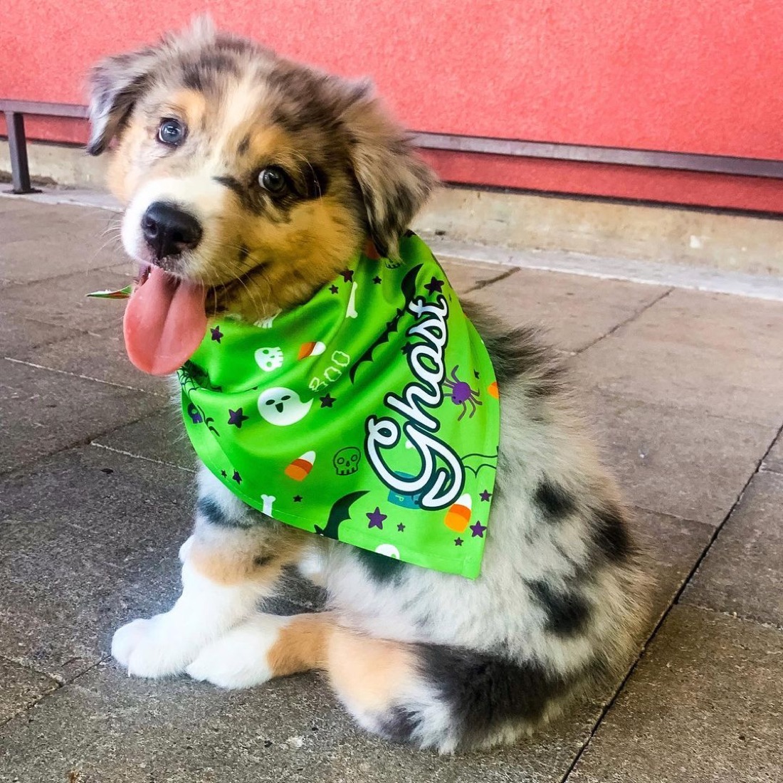 Australian Shepherd-Welpe Ghost