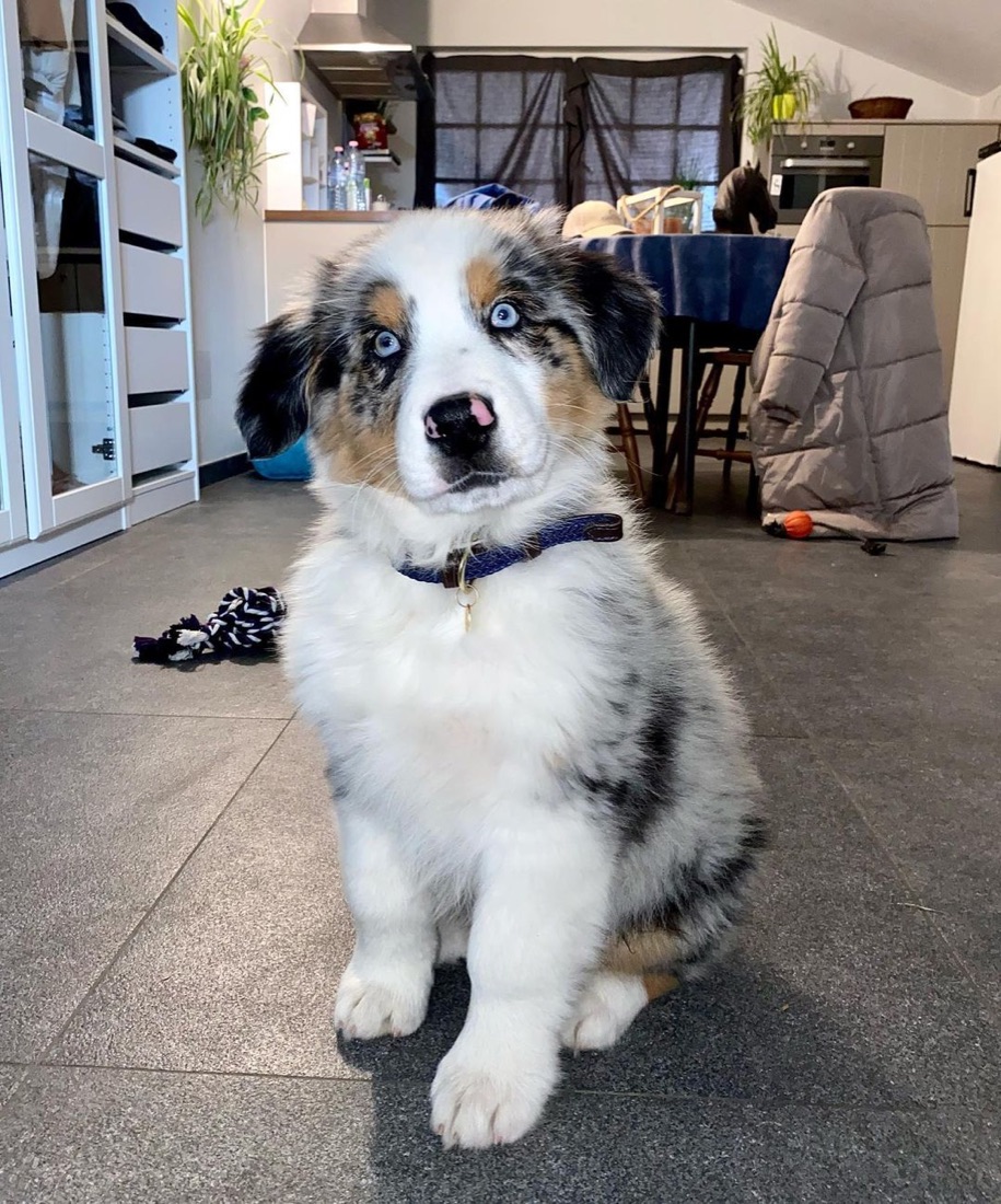 Australian Shepherd-Welpe Love