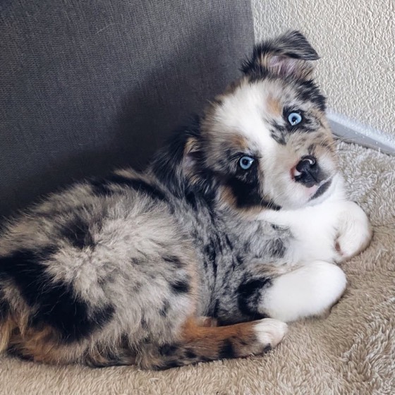 Australian Shepherd-Welpe Mira