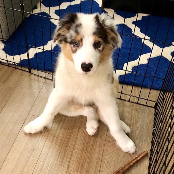 Australian Shepherd-Welpe Rina