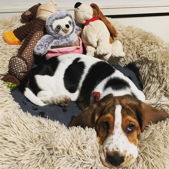 Basset Hound-Welpe Albert