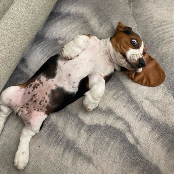 Basset Hound-Welpe Boris