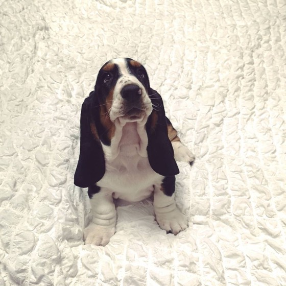 Basset Hound-Welpe Derek