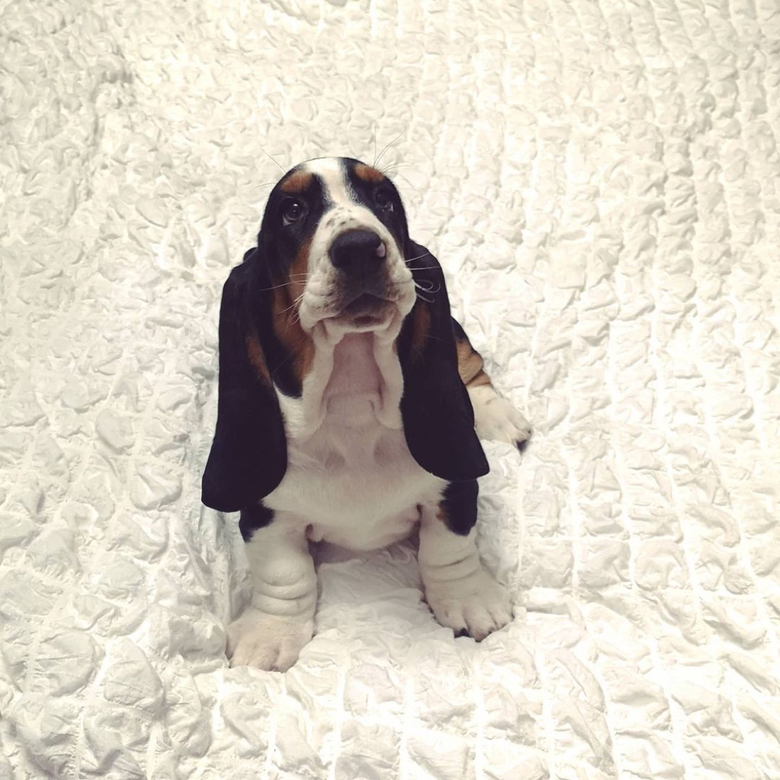 Basset Hound-Welpe Derek