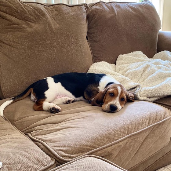 Basset Hound-Welpe Nancy