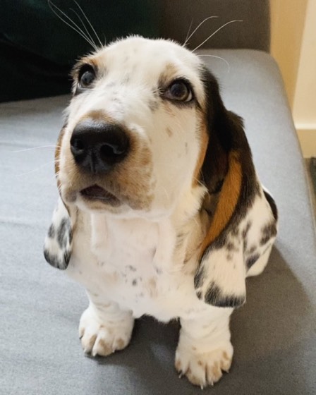Basset Hound-Welpe