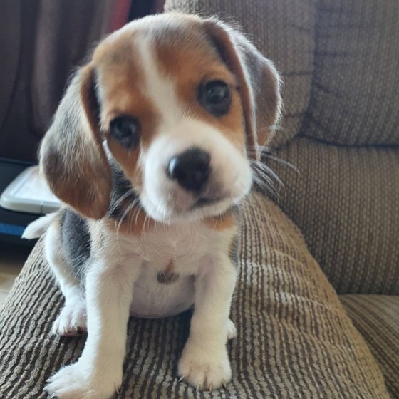 Beagle-Welpe