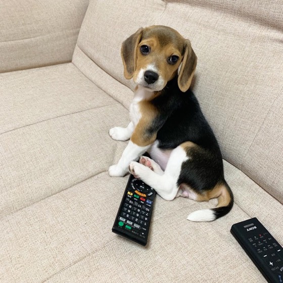 Beagle-Welpe Maroon