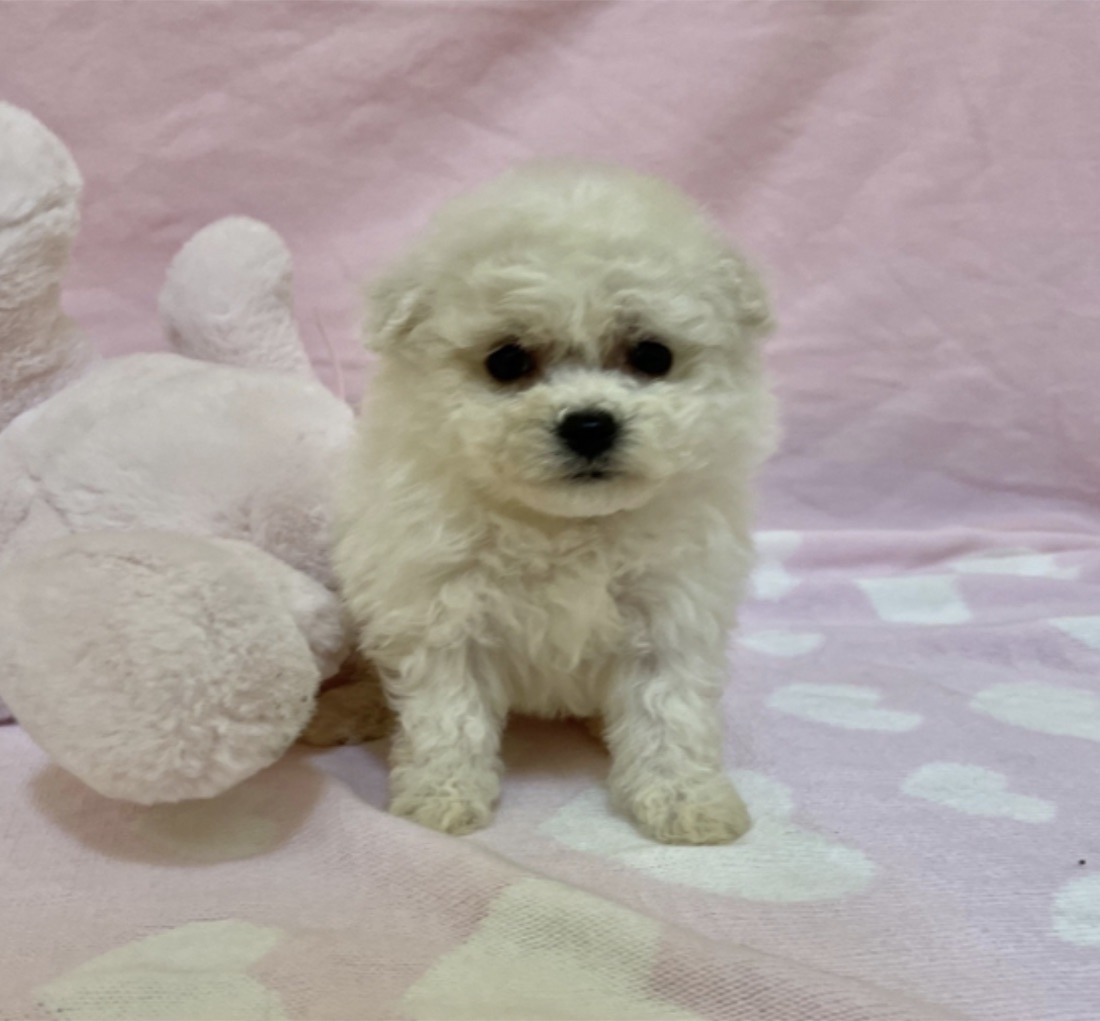 Bichon Frisé-Welpe Bella