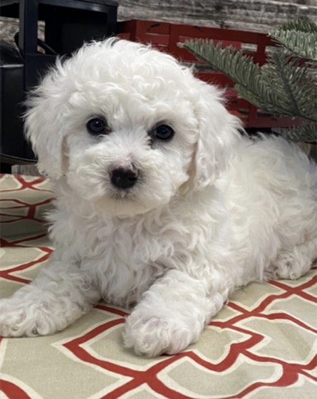 Bichon Frisé-Welpe Emerson