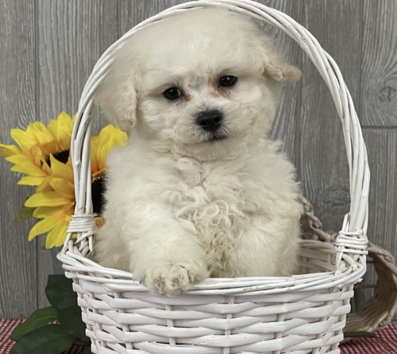 Bichon Frisé-Welpe Freegirl