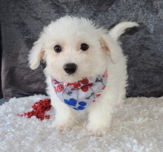 Bichon Frisé-Welpe