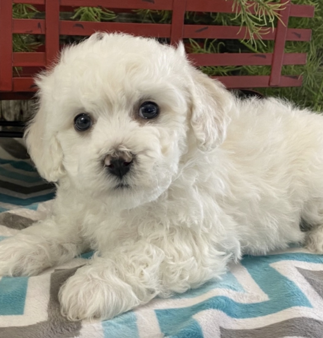 Bichon Frisé-Welpe Gibson
