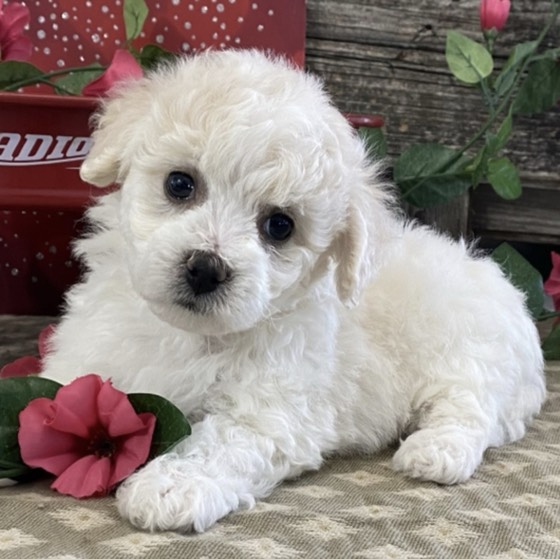 Bichon Frisé-Welpe Magnolia