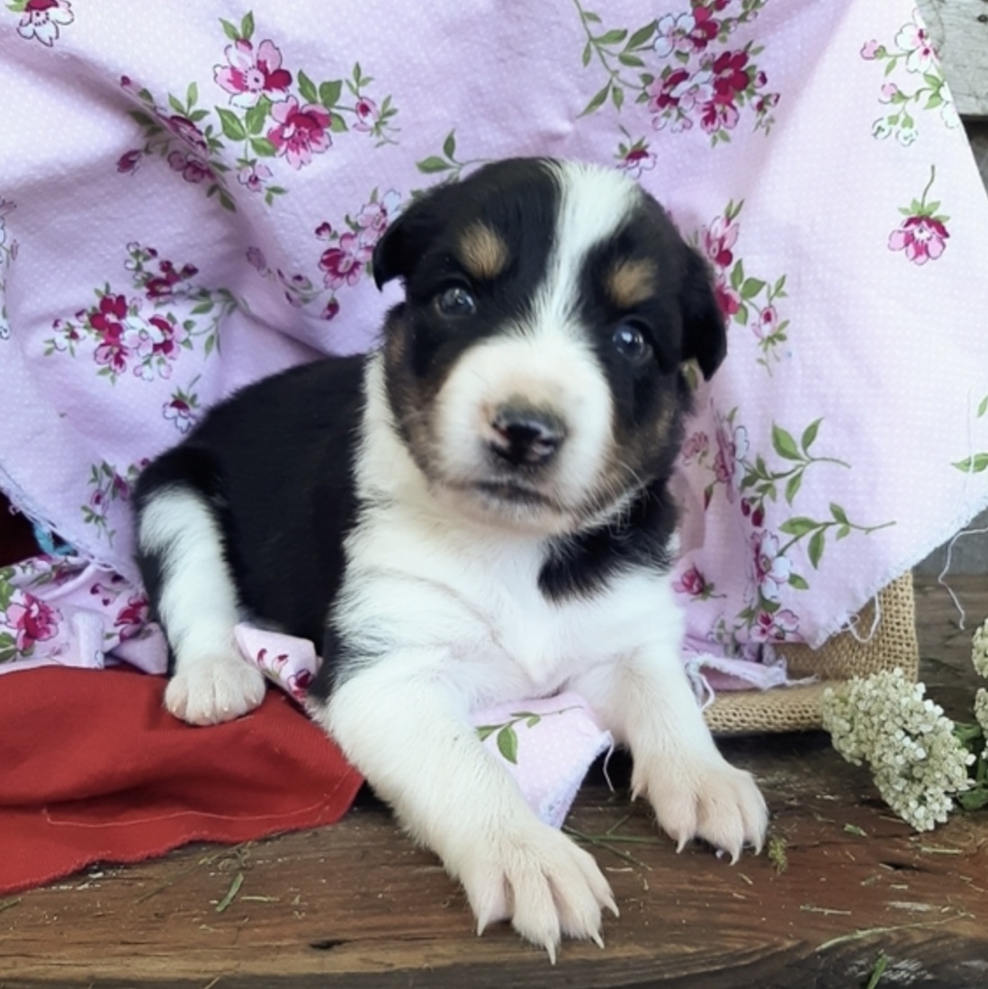 Border Collie-Welpe
