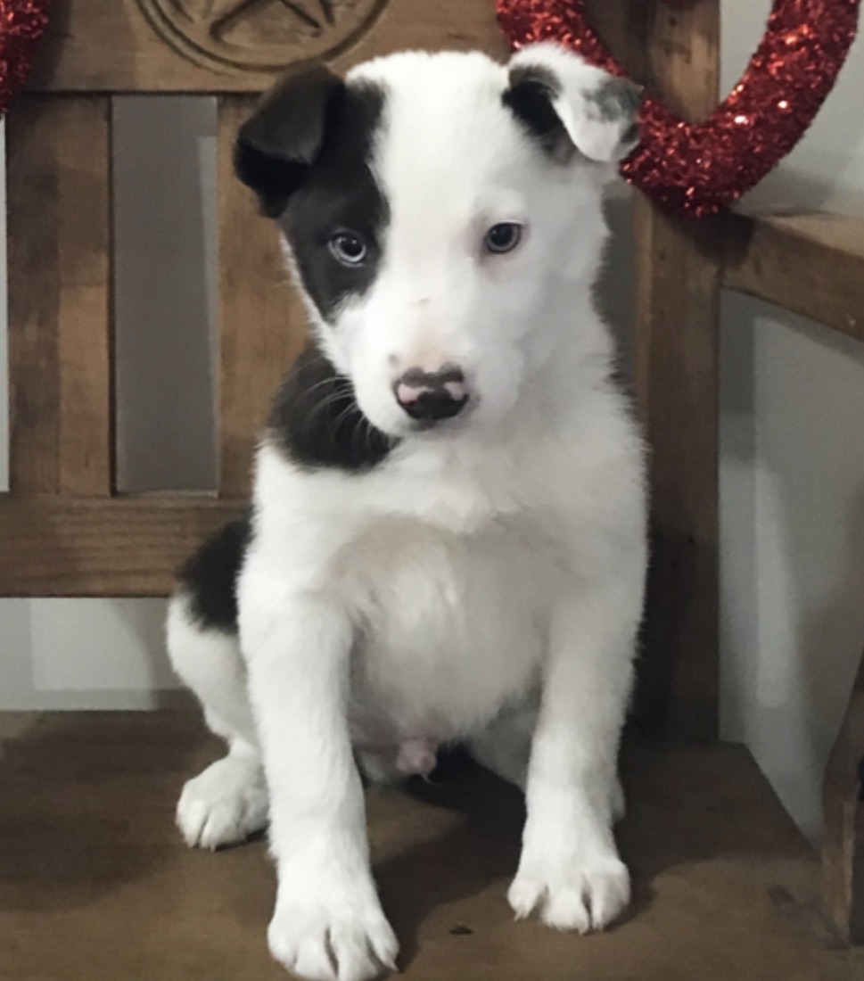 Border Collie-Welpe Sam