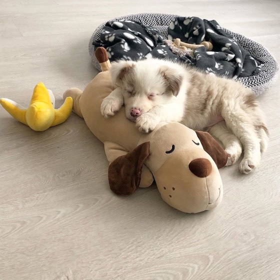 Border Collie-Welpe Tambore