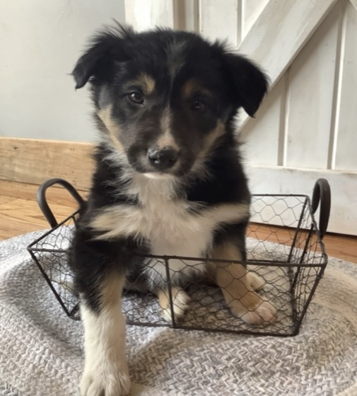 Border Collie-Welpe Trixie