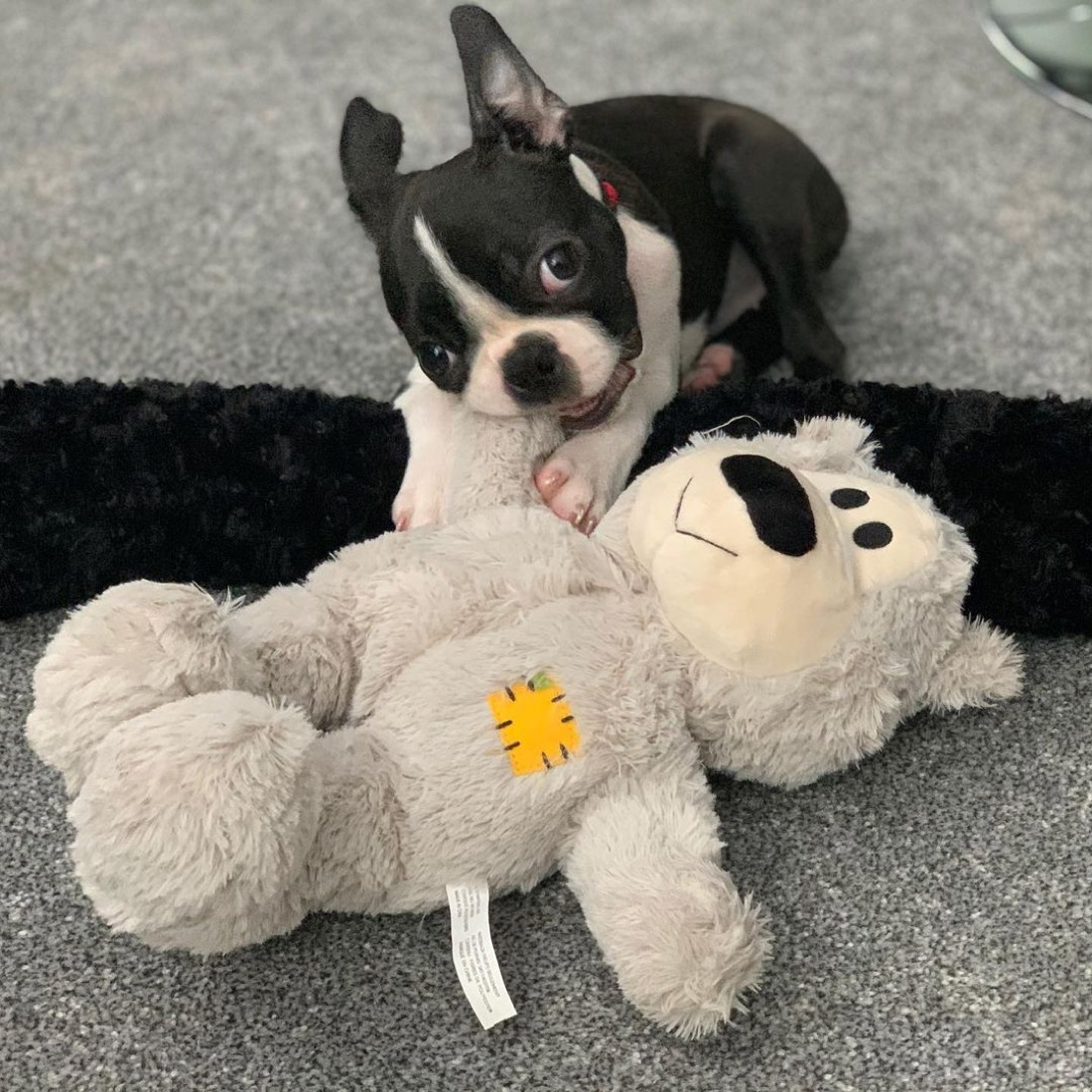 Boston Terrier-Welpe Bella