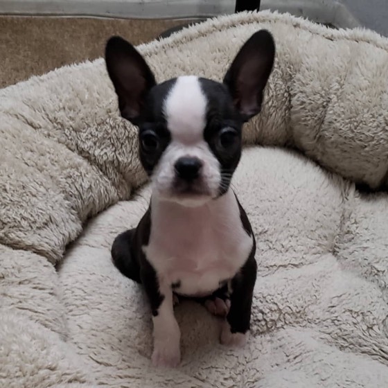 Boston Terrier-Welpe