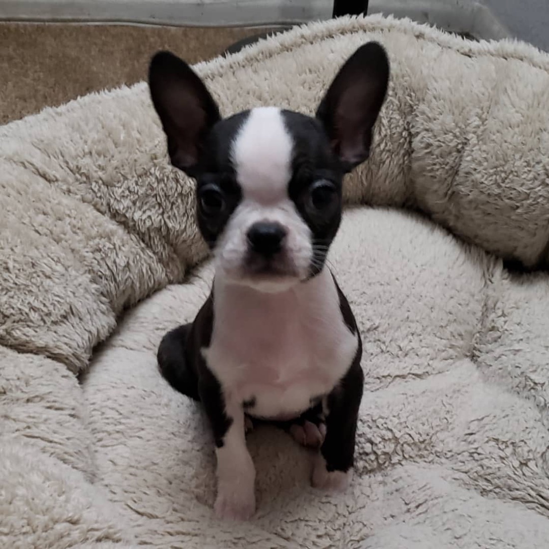 Boston Terrier-Welpe Edieth