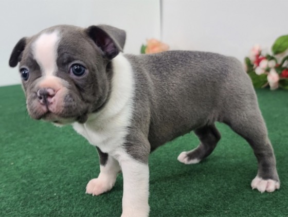 Boston Terrier-Welpe Sparkle