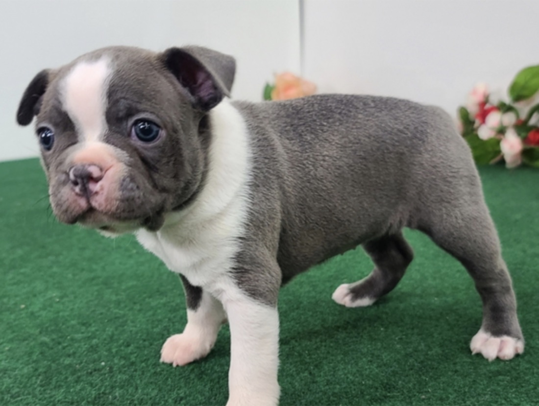 Boston Terrier-Welpe Sparkle