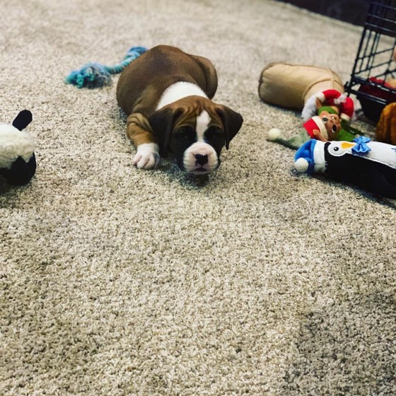 Deutscher Boxer-Welpe Coco