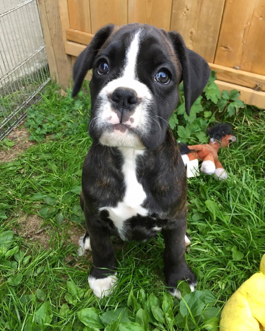 Deutscher Boxer-Welpe Gena