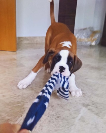 Deutscher Boxer-Welpe Max