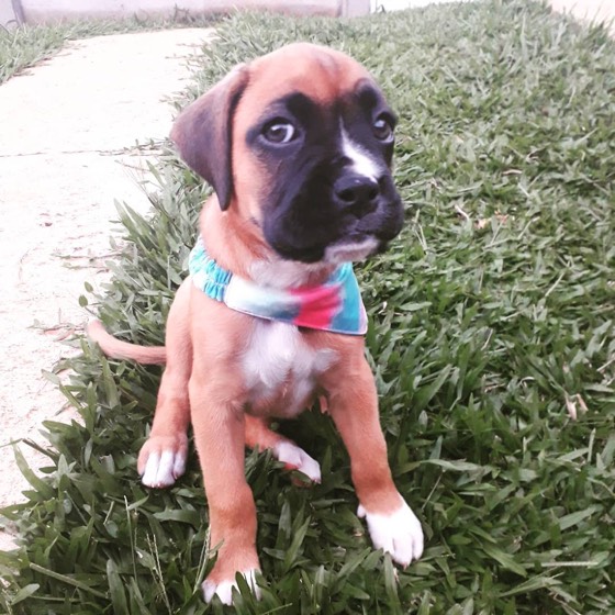Deutscher Boxer-Welpe