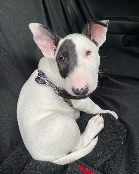 Bullterrier-Welpe