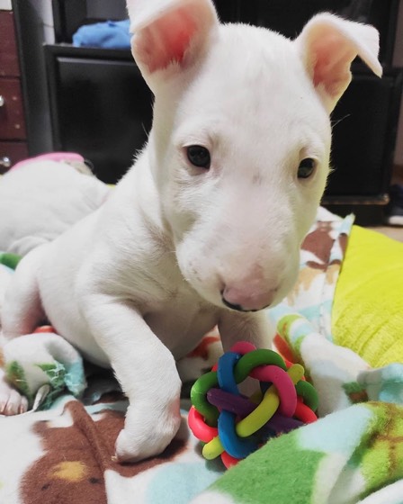 Bullterrier-Welpe Nana