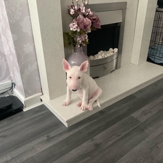 Bullterrier-Welpe Ramsay