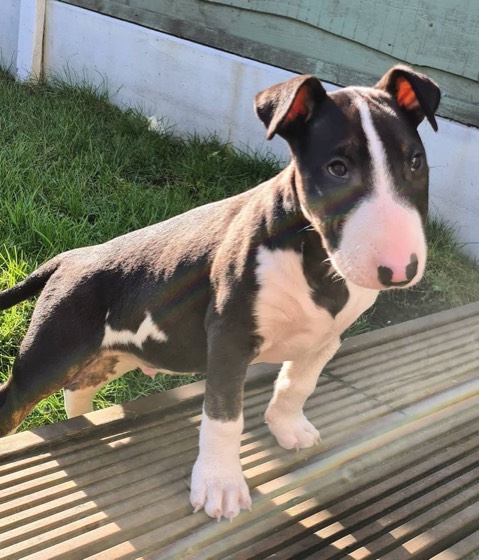 Bullterrier-Welpe William