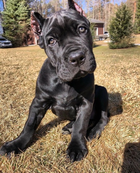 Cane Corso-Welpe Boo