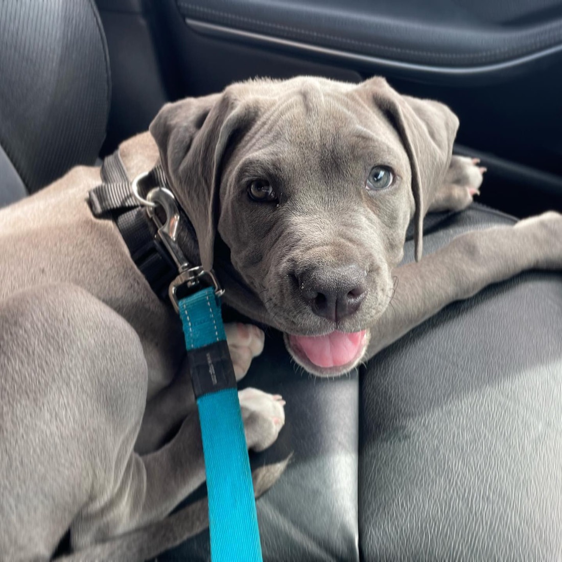 Cane Corso-Welpe