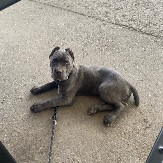 Cane Corso-Welpe Diesel