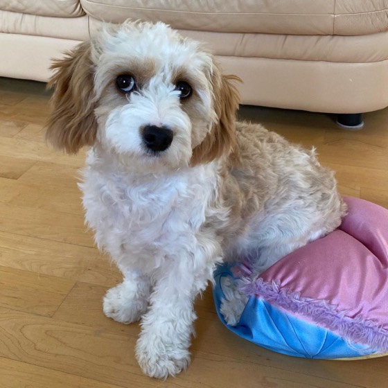 Cavachon-Welpe Baby