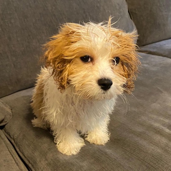 Cavachon-Welpe