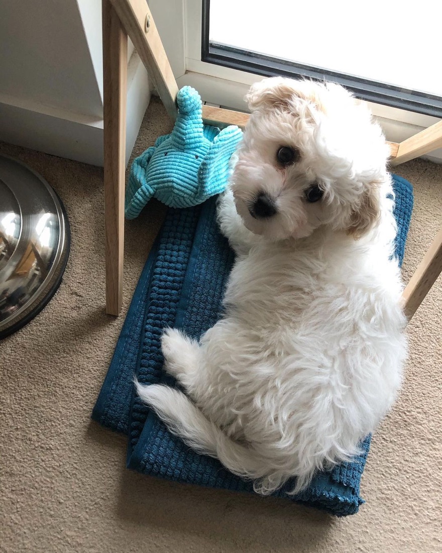 Cavachon-Welpe Max
